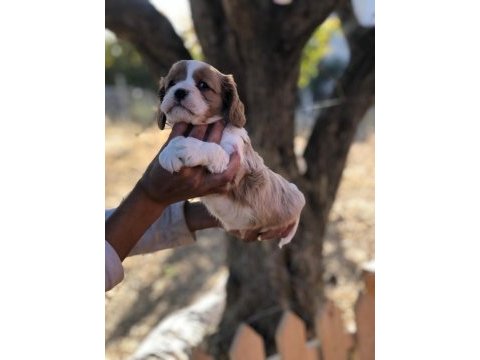 Eşine az rastlanır kalitede cavalier king charles bebekler