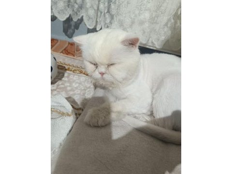 Eğitimli aşısı var bir hastalığı yok erkek 2 yaşında kedimiz