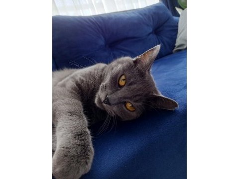 British shorthair erkek kedimiz