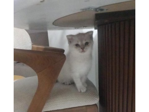 Scotish fold erkek 2 aylık blue poınt