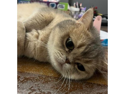 Bebek yüzlü erkek british shorthair