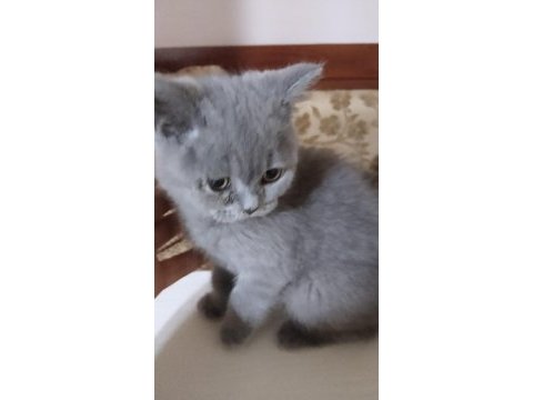 Safkan british shorthair yavrumuz