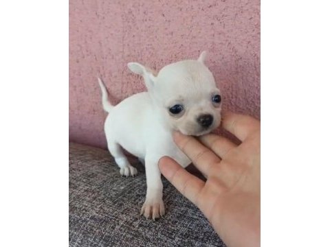Chihuahua yavru köpeğimiz