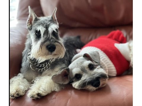 Fcı secereli schnauzer yavruları