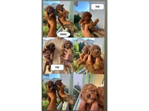 Anne altından poodle yavrularımız sahiplerini bekliyor