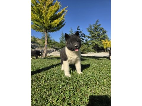 Safkan amerikan akita