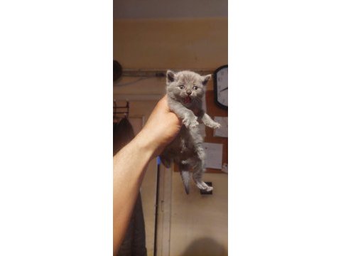 Sevimli british shorthair bebiş