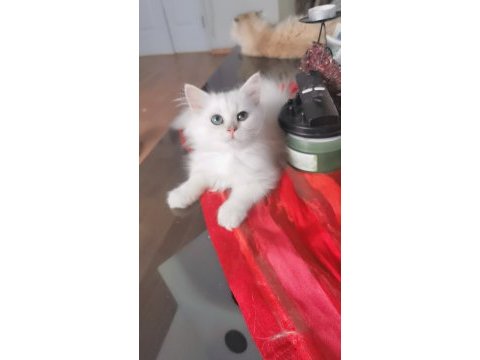 Pamuk prenses british longhair