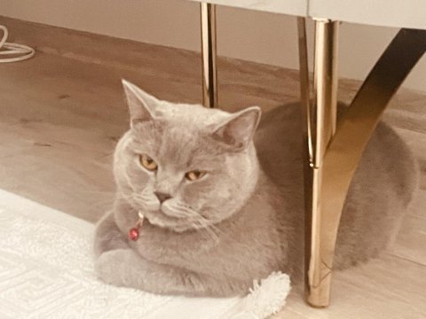 Oğlum a yuva arıyoruz british shorthair