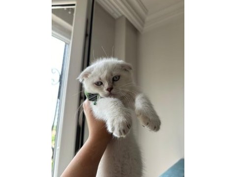 Tuvalet eğitimli 3.5 aylık scottish fold blue erkek