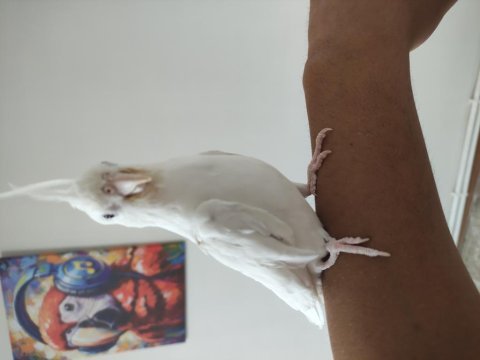Albino sultan papağanı ele alıştık