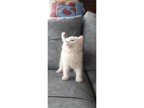 Akıllı kizlarim