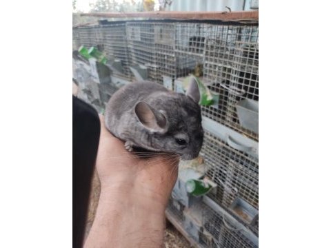 En yumuşak chinchilla dostunuz