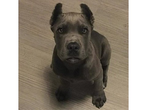 Sağlıl ve ırk garantili cane corso