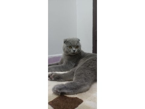 Acil sahiplendirme scottish fold takas olur