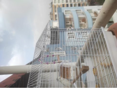 Albino türüdür 7 aylıktır evcildir
