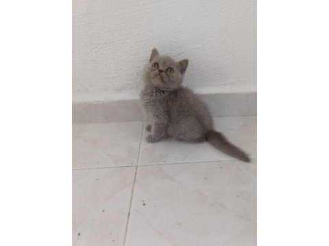 British shorthair lilac ve gri