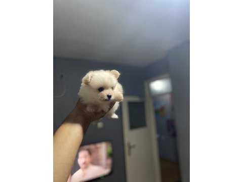 Pomerian boo