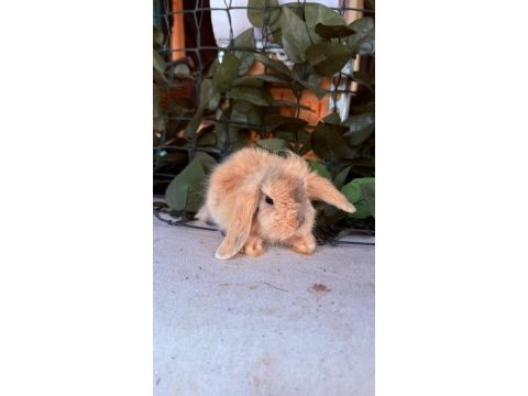 Garantılı hollanda teddy lop tavşanları