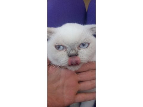 Dişi 5 aylık yavru british shorthair