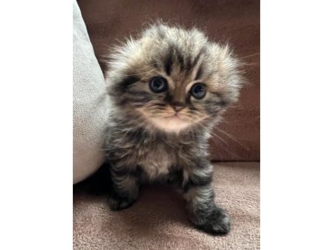 Chinchilla 4 erkek ve 4 dişi