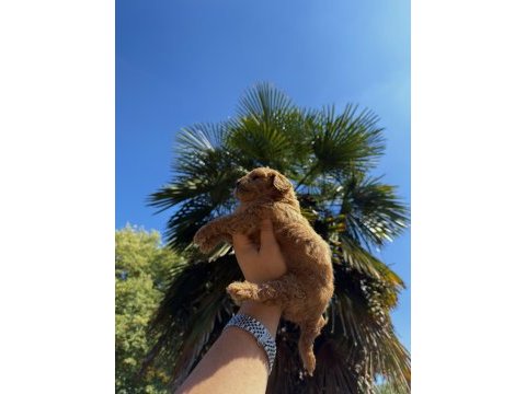 Red brown toy poodle yavrumuz yeni yuvasına hazır