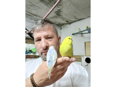 Konuşturmalık bebek muhabbet kuşlar