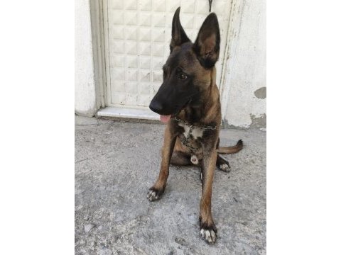 Sahibinden sahiplendirilecek malinois