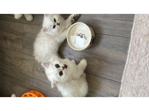 British longhair ve shorthair yavrularımız