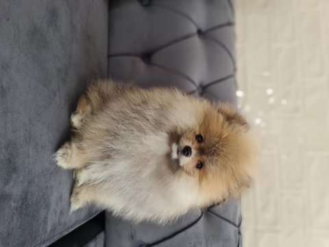 Pomeranian boo köpeği