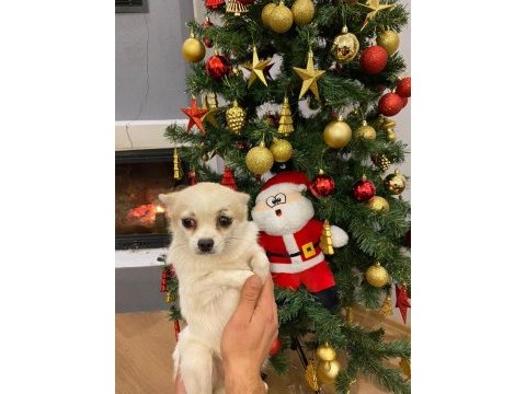 1 çift 0 boy şivava köpekler