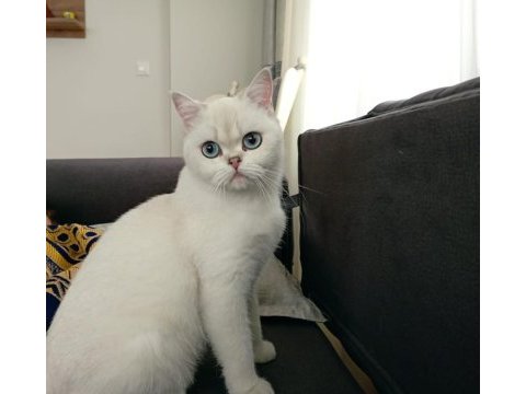 British shorthair can dostumuza yeni yuvasını arıyoruz