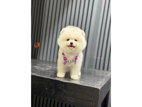 Show kalite pomeranian boo köpekler