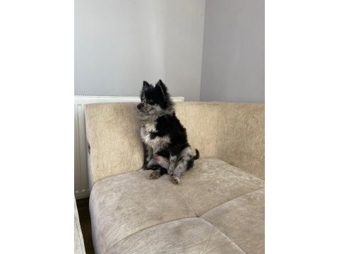 Pomeranian merle erkek