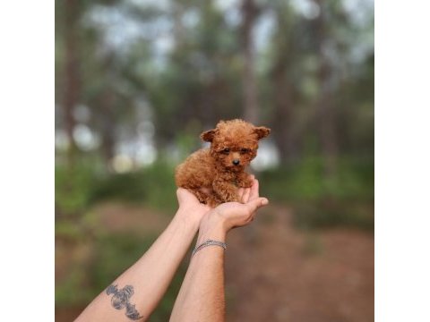 Toy poodle köpekleri antalya
