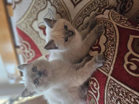 Güzel sevimli ev kedisi cins eğitimi tam