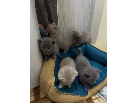 British shorthair torunlarımız yuvasını arıyor