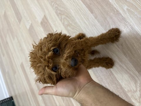 7 aylık dişi teacup poodle