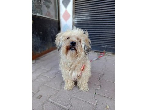 Terrier dişi