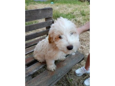 Orjinal maltipoo yavruları