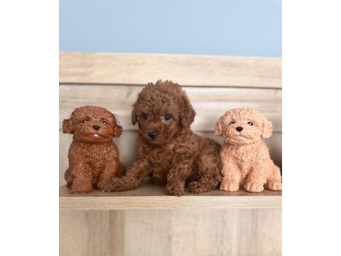 Gerçek red brown biblo ev doğum poodle