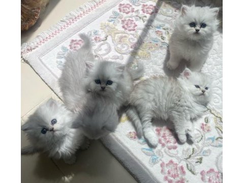 British longhair silver dişi kedimiz