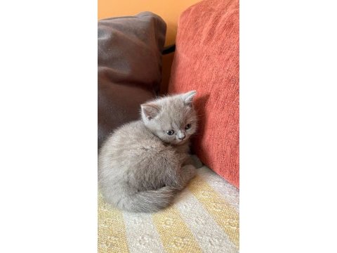 Bir buçuk aylık şecereli babadan yavru kediler
