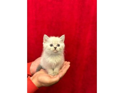 British shorthair yavrularımız