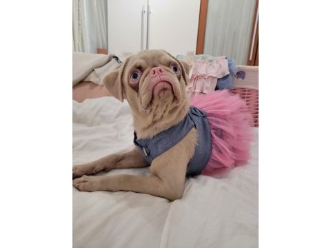 Egzotik pug mops