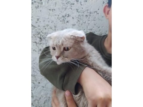 Lilac scottish fold dişimiz sahiplendirilecektir
