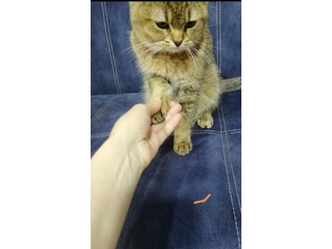 Çok acil british shorthair ücretsiz veriyorum