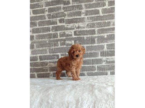 Wc eğitimli tüy dökmeyen toy poodle