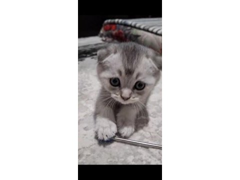Scottish fold top kafa sıfır kulak