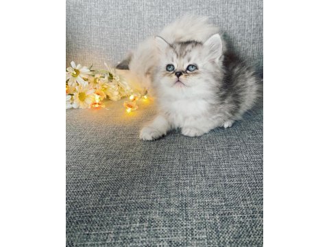 Efsane güzellik british longhair